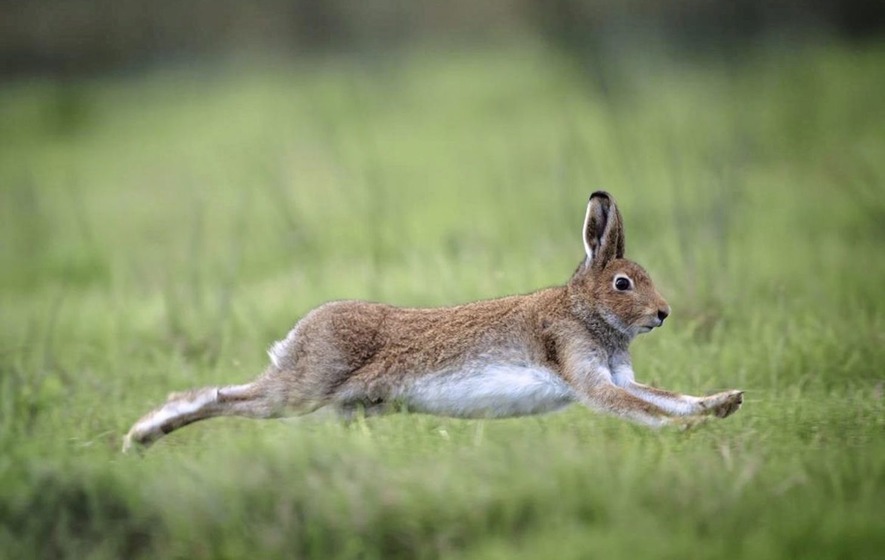 Irish Hare