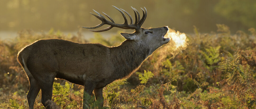 Red Deer Northern Ireland National Animal