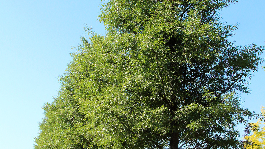 Alder (Alnus Glutinosa) most common UK tree