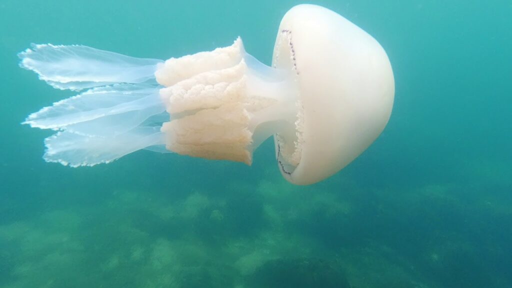 Barrel Jellyfish UK