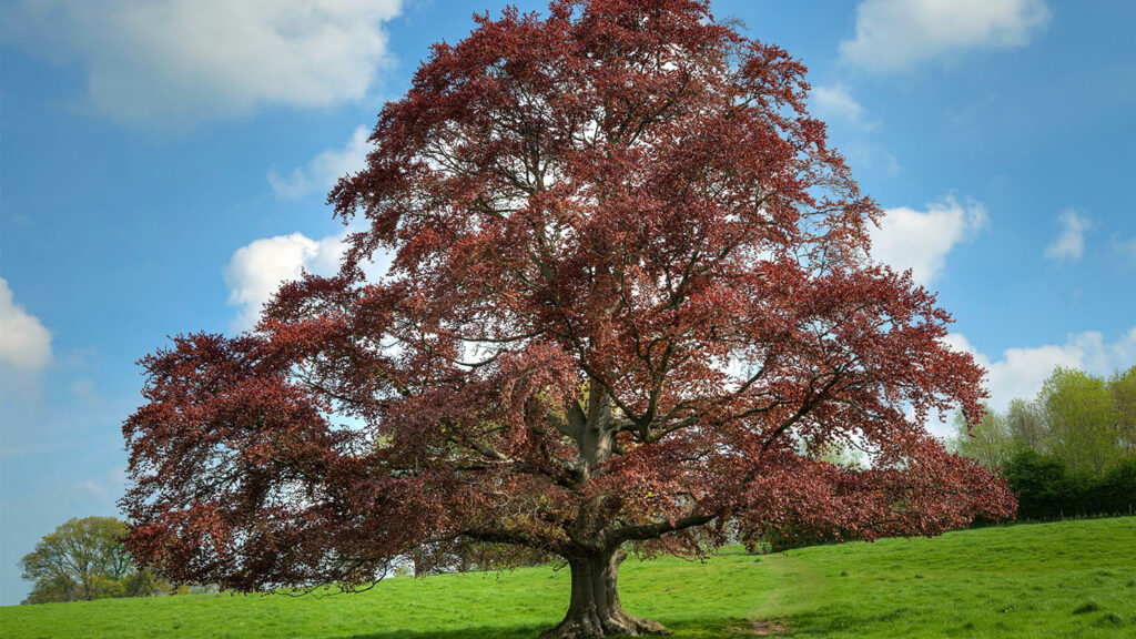 Beech (Fagus Sylvatica) common UK tree