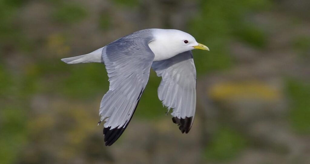 Black-legged Kittiwake