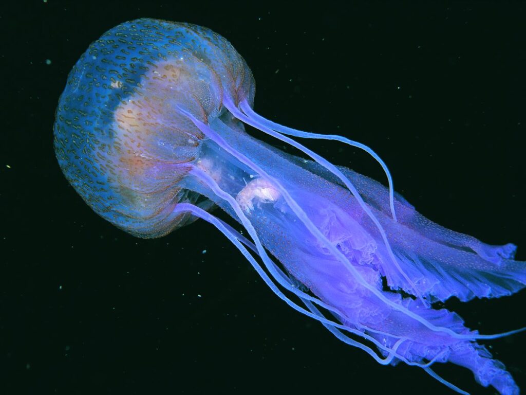 Blue UK Jellyfish
