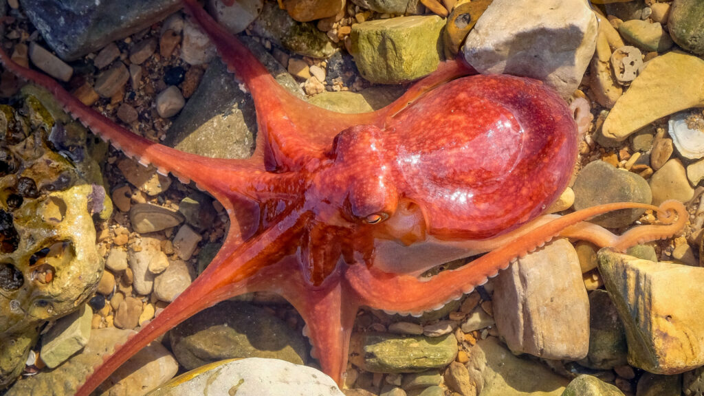 CURLED OCTOPUS UK