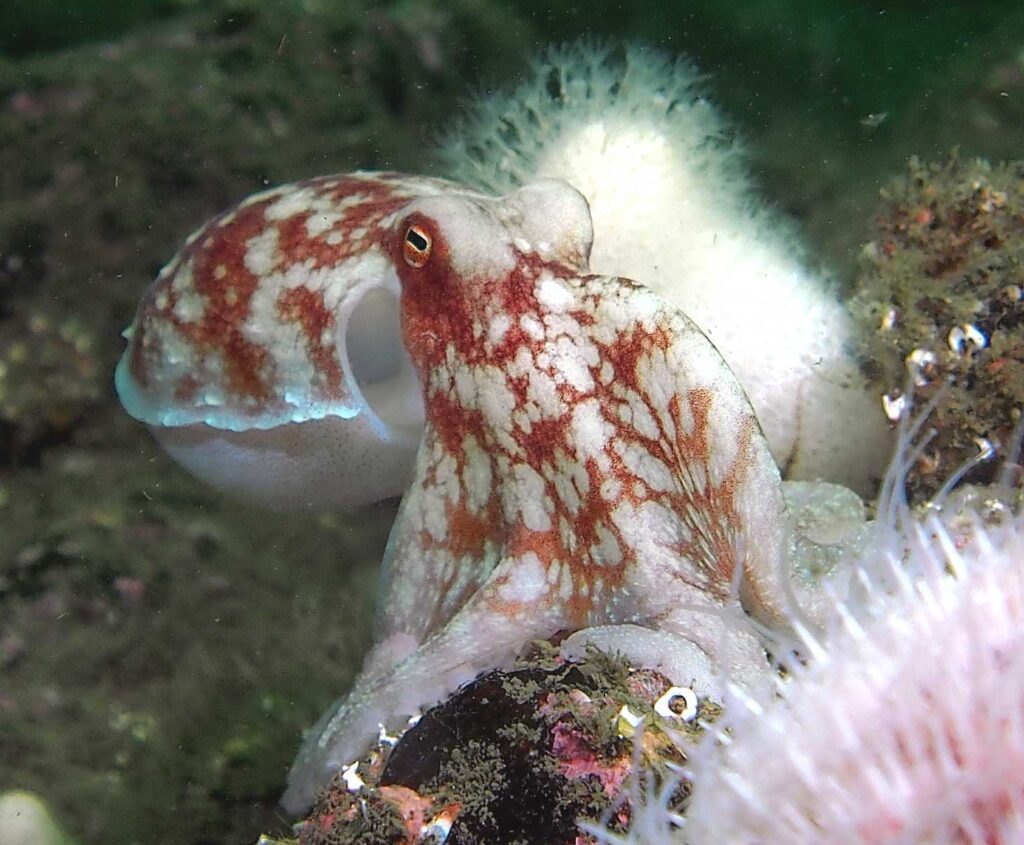 CURLED UK OCTOPUS