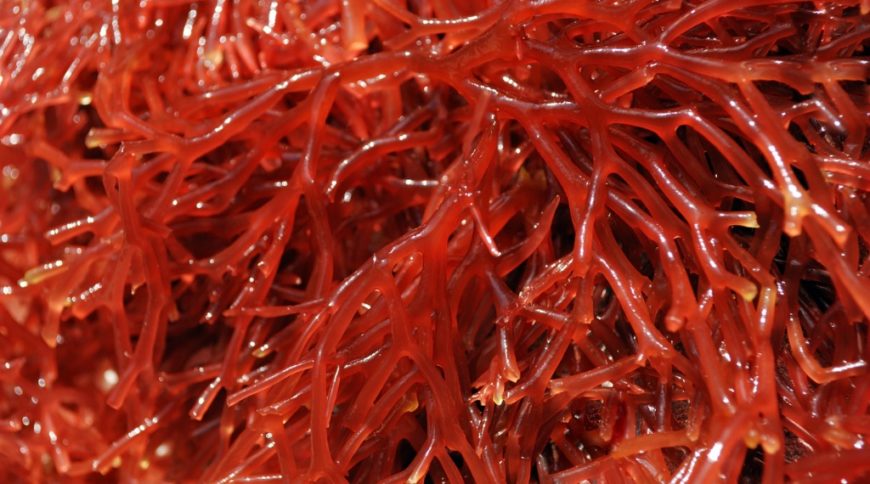 Carrageen Red seaweed