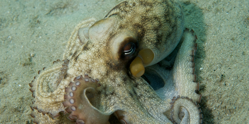 Common UK Octopus