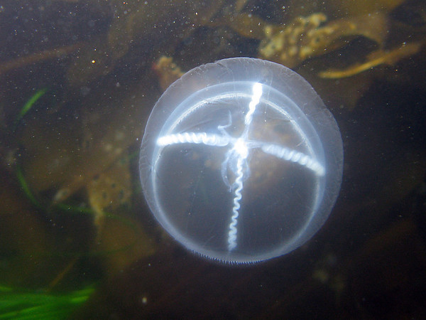 Cross Jellyfish