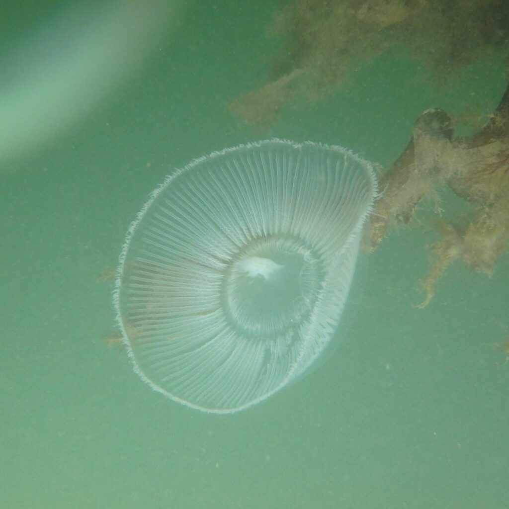 Crystal Jellyfish UK