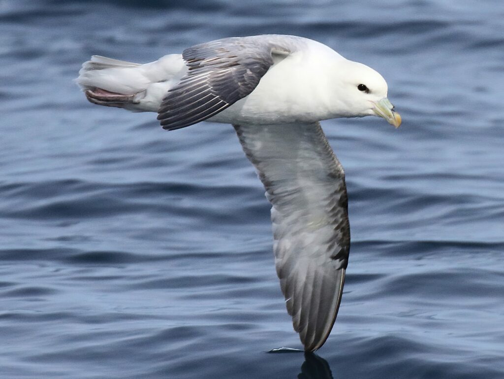 Fulmar UK Seabird