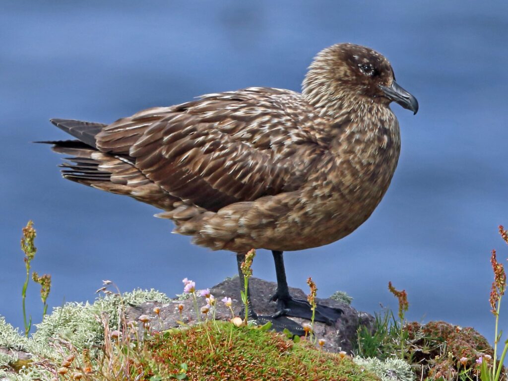 Great skua