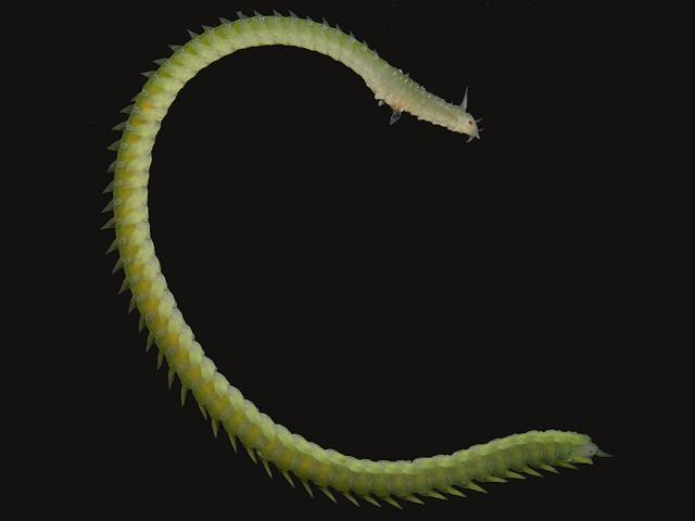 Green-leaf Sea worm