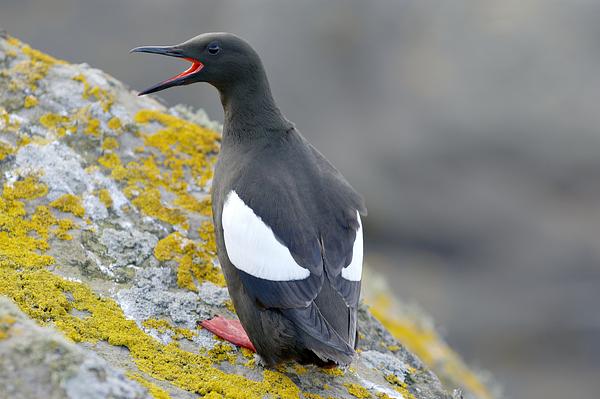 Guillemot Sea Bird UK