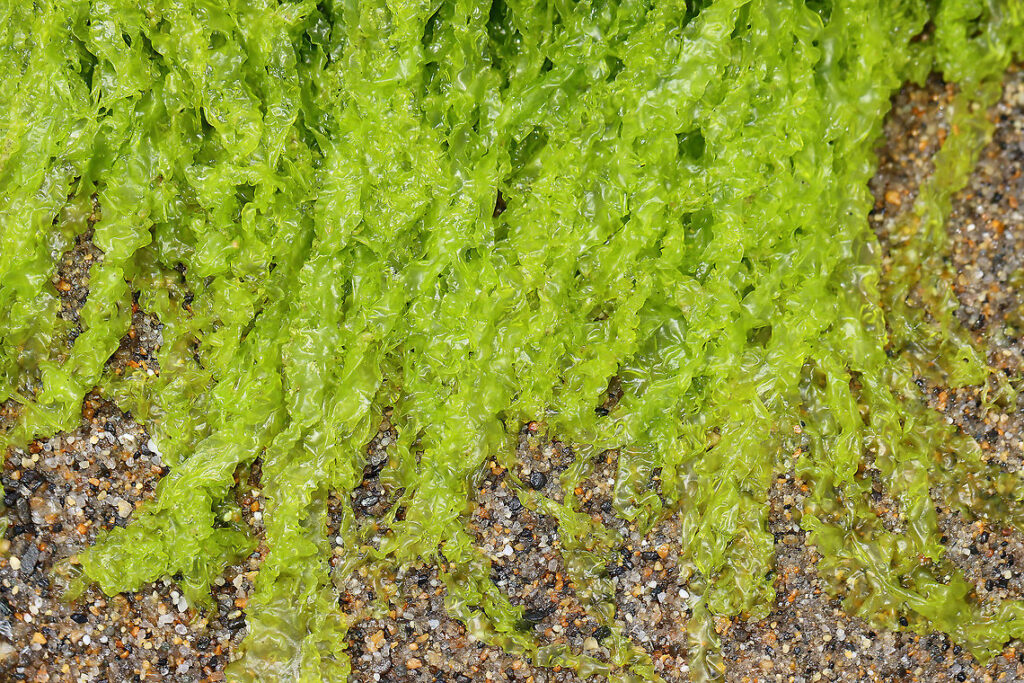 Gutweed green UK seaweed