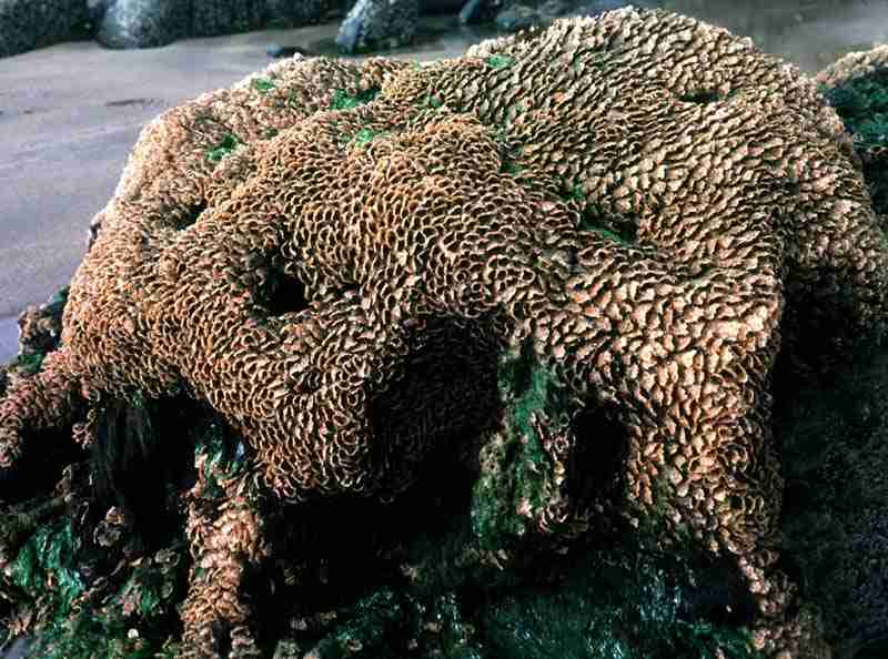 Honeycomb sea worms UK