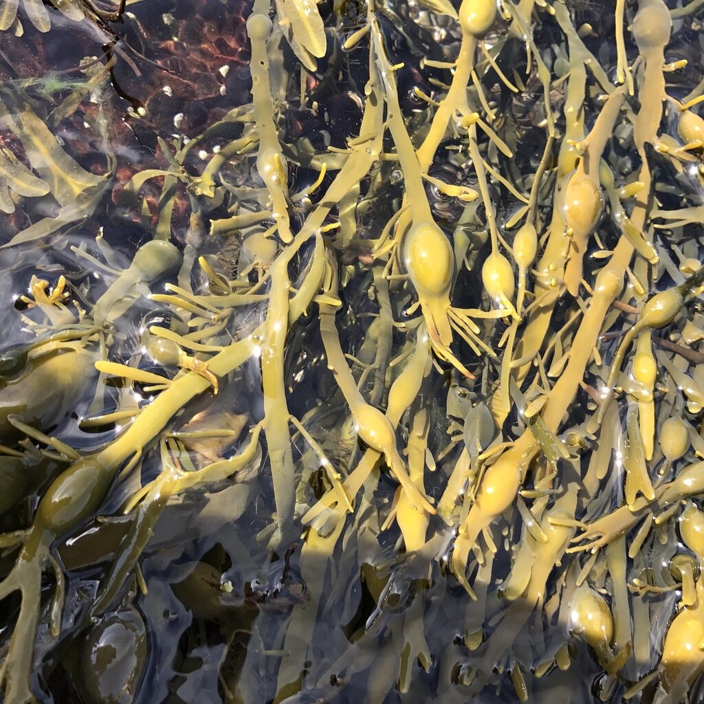 Knotted wrack Brown Seaweed UK