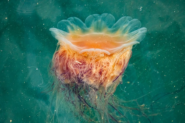 Lion's Mane UK Jellyfish