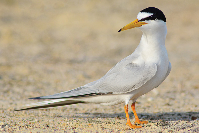 Little tern Sea Bird UK