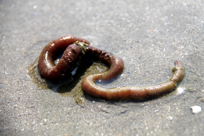 Lugworm