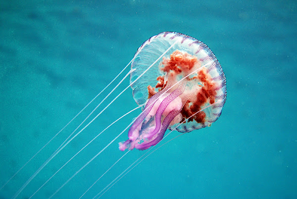 Mauve stinger jellyfish