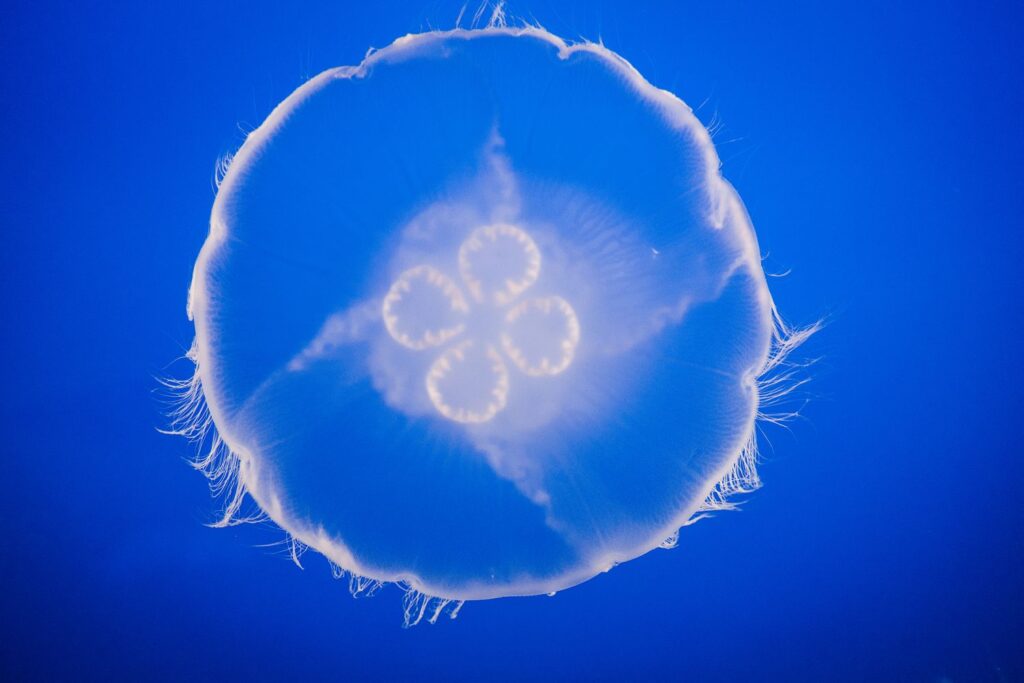Moon UK Jellyfish
