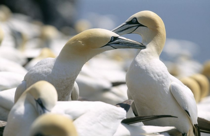 Northern gannet Sea Bird UK