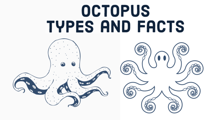 Octopus Types and Facts