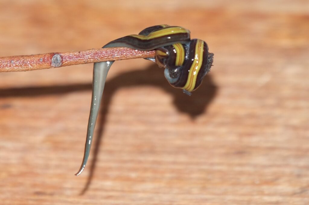 Planaria Sea worms UK