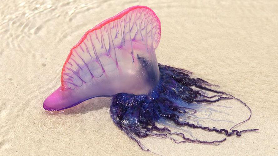 Portuguese Man O'War Jellyfish