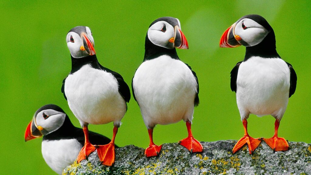 Puffins are beautiful seabirds