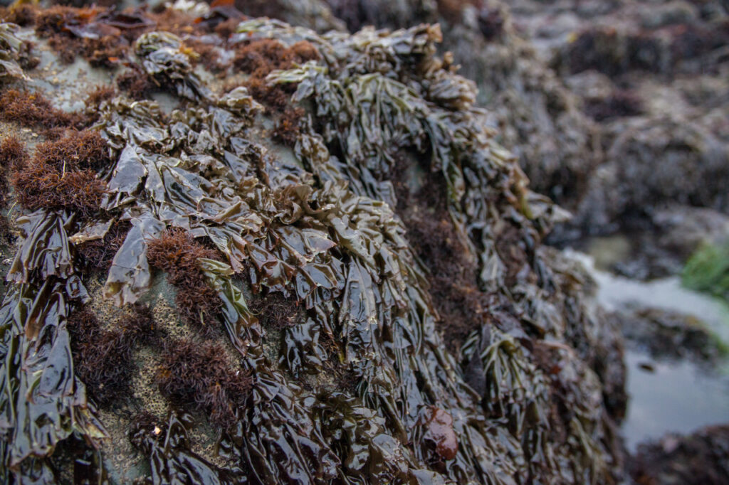 Purple laver Red seaweed