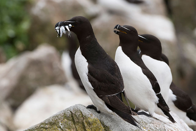 Razorbill Sea Bird UK