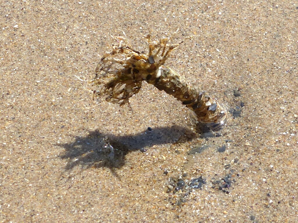 Sand mason worm