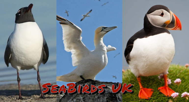 Sea Birds UK