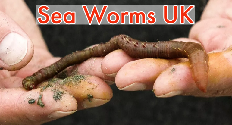 Sea Worms UK