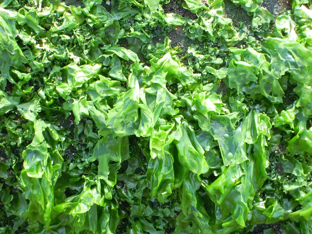Sea lettuce green seaweed