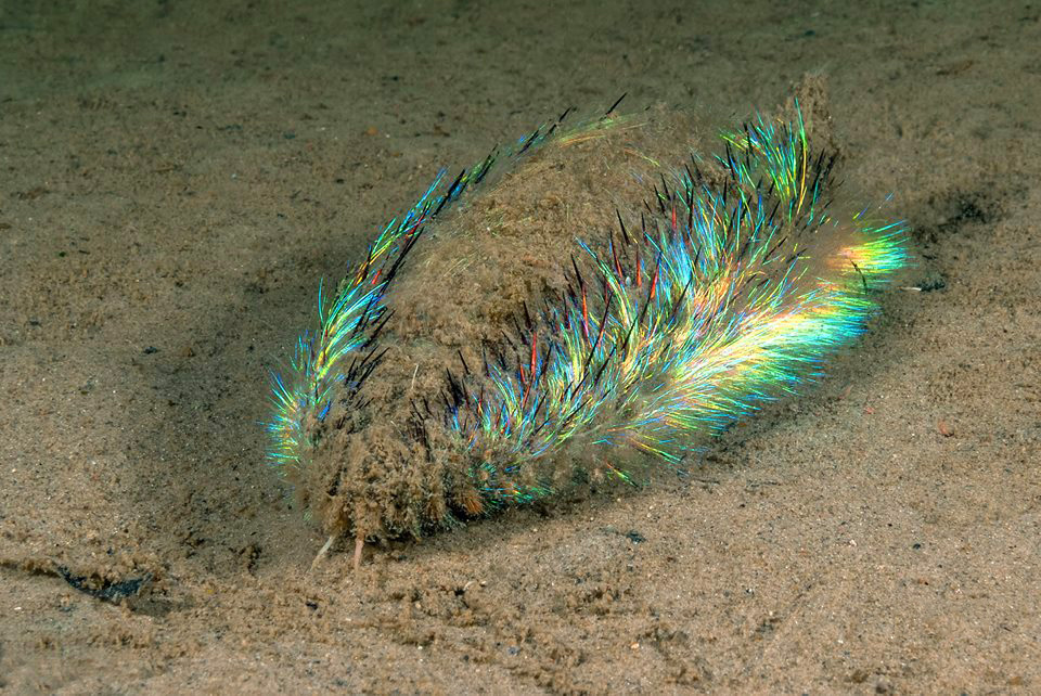 Sea mouse 