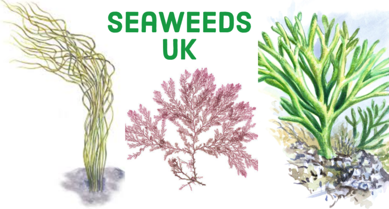 Seaweeds UK