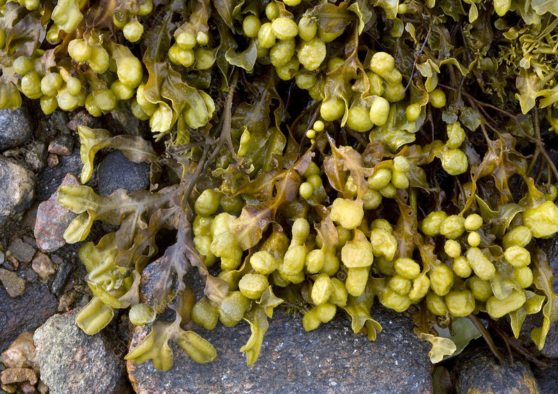 Seaweeds UK Spiral wrack