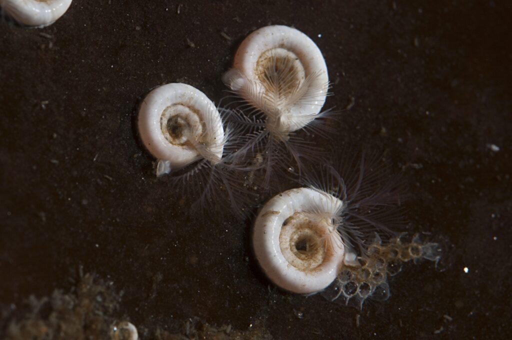 Spirorbis tube worm