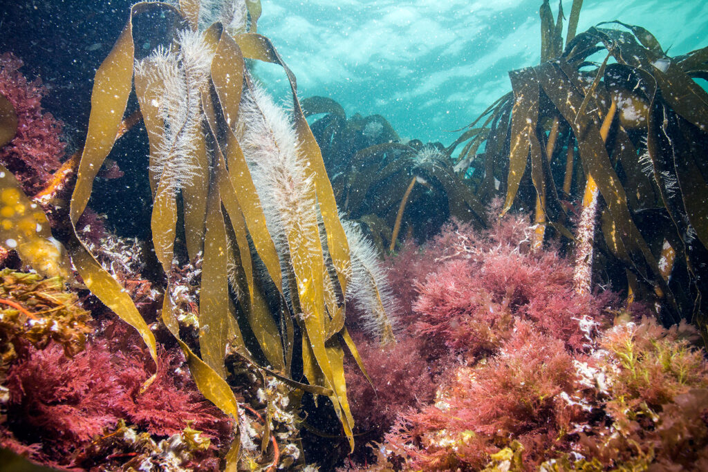 Sugar kelp seaweed