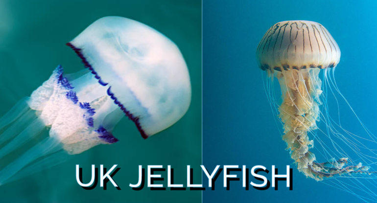 UK Jellyfish