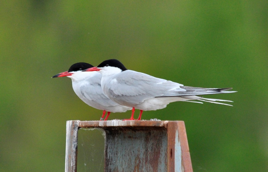 UK Sea bird Common tern