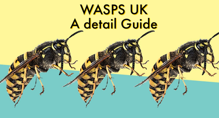 Wasps UK