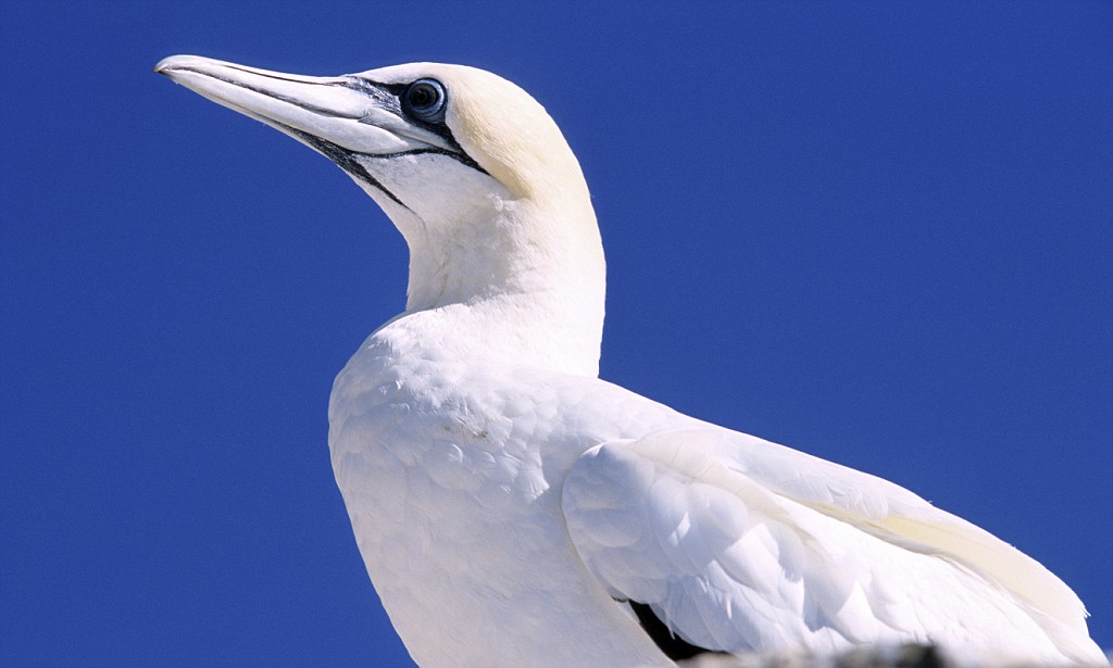 White UK sea birds