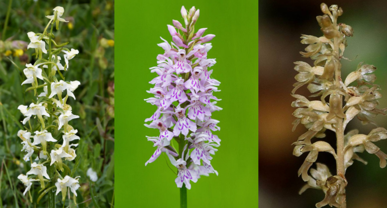Wild Orchids UK