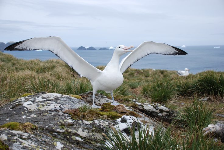 albatross seabird UK