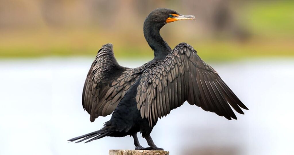 cormorant black sea bird UK