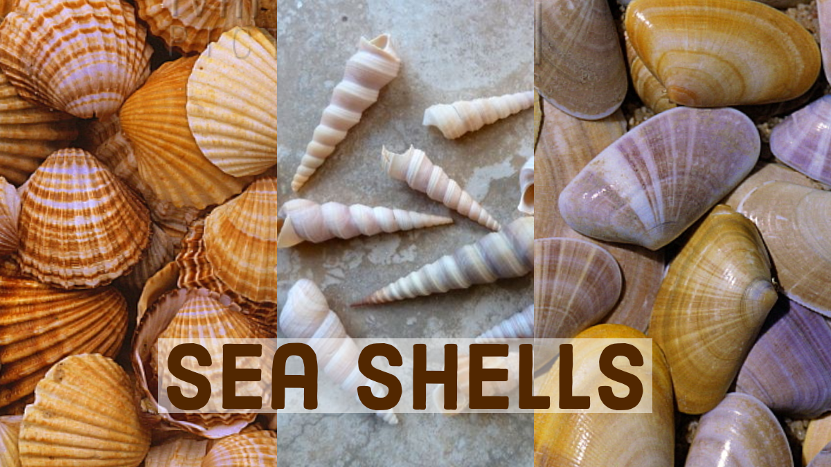 Sea Shells UK, Common Types of UK sea shells