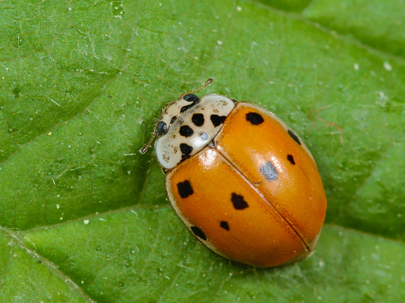 10-spot ladybird